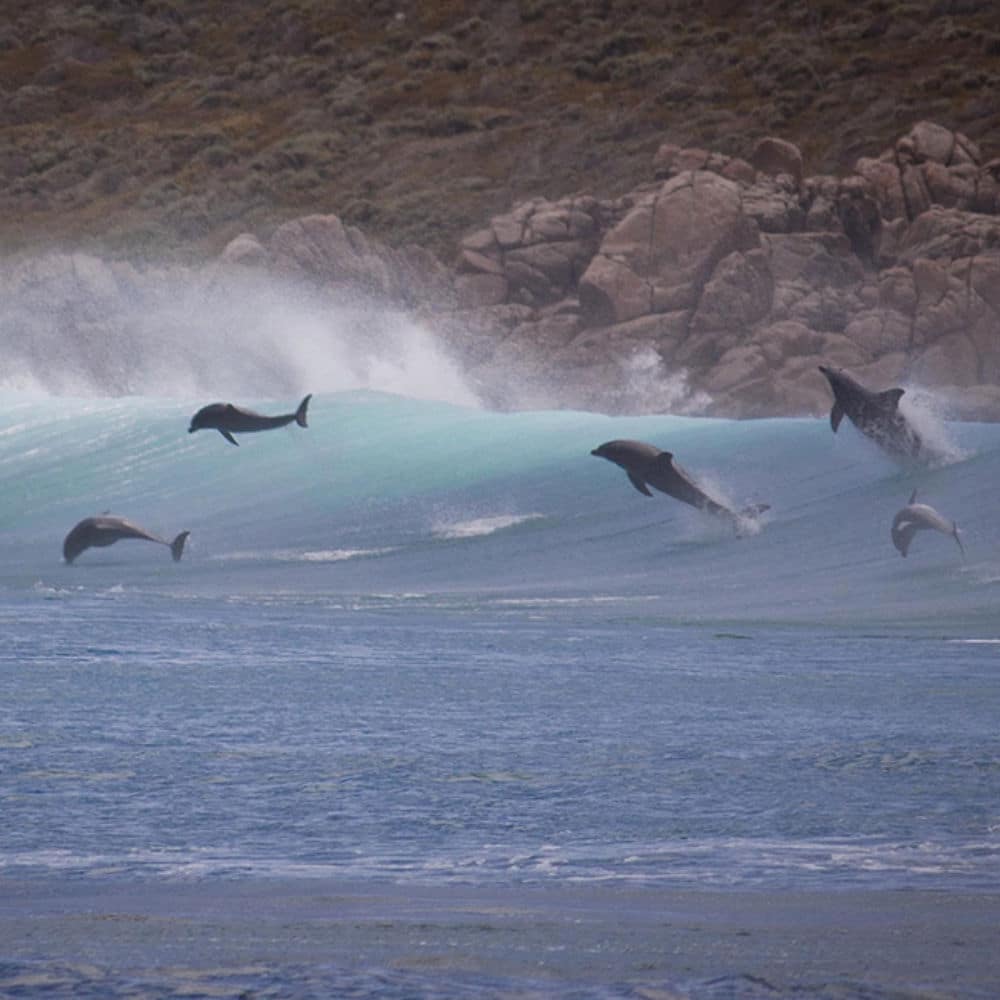 dolphins jumping
