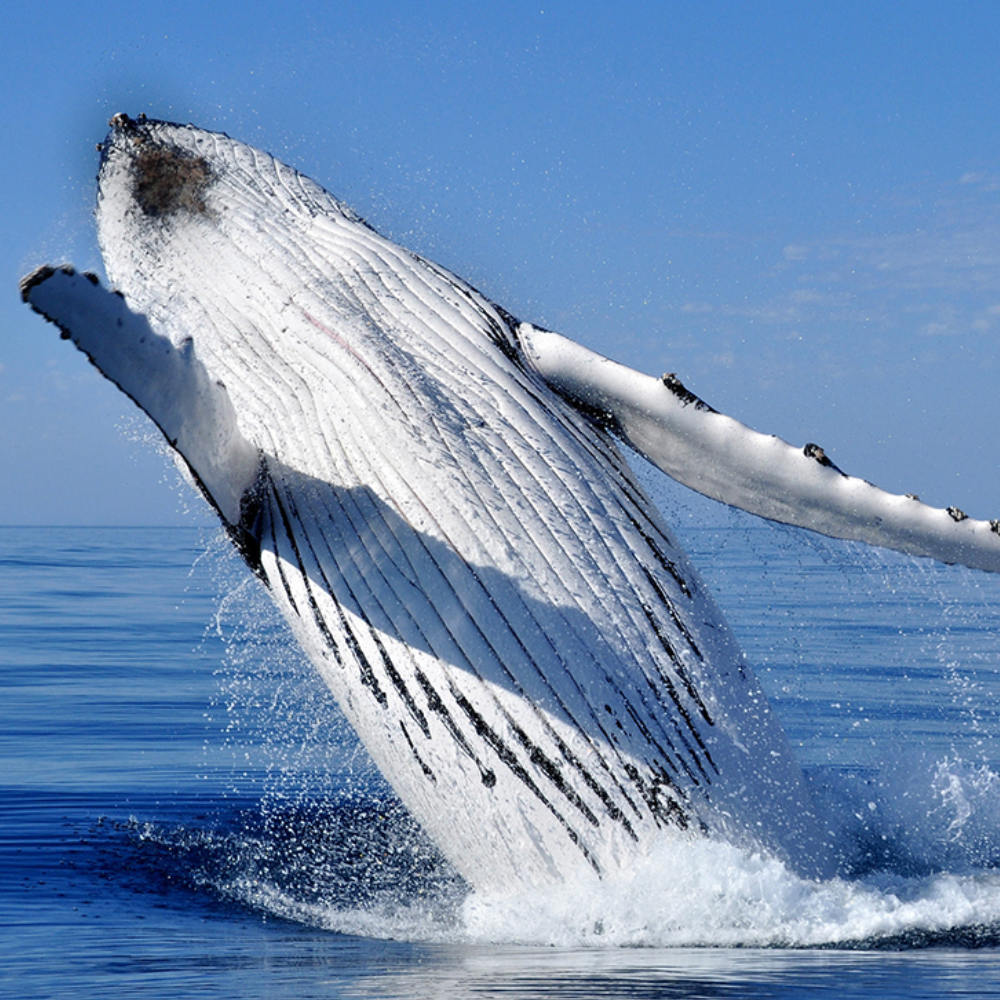 whale watching