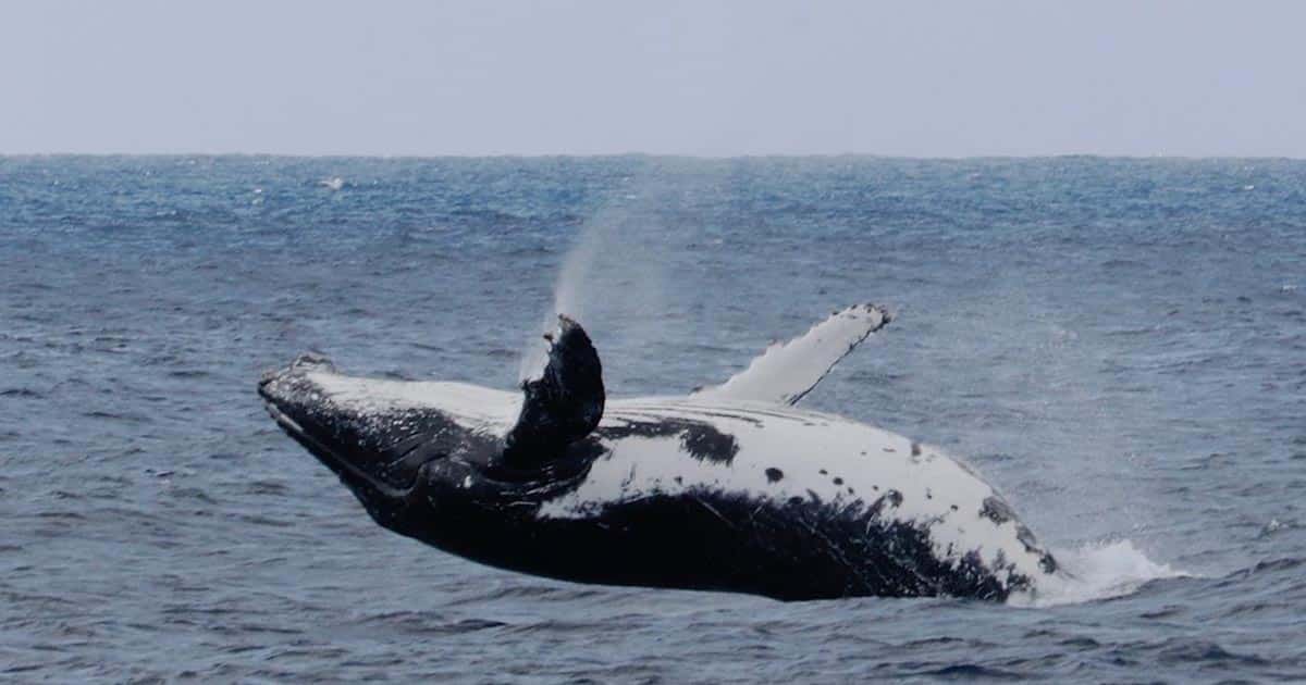 Our Whale Watching Adventure